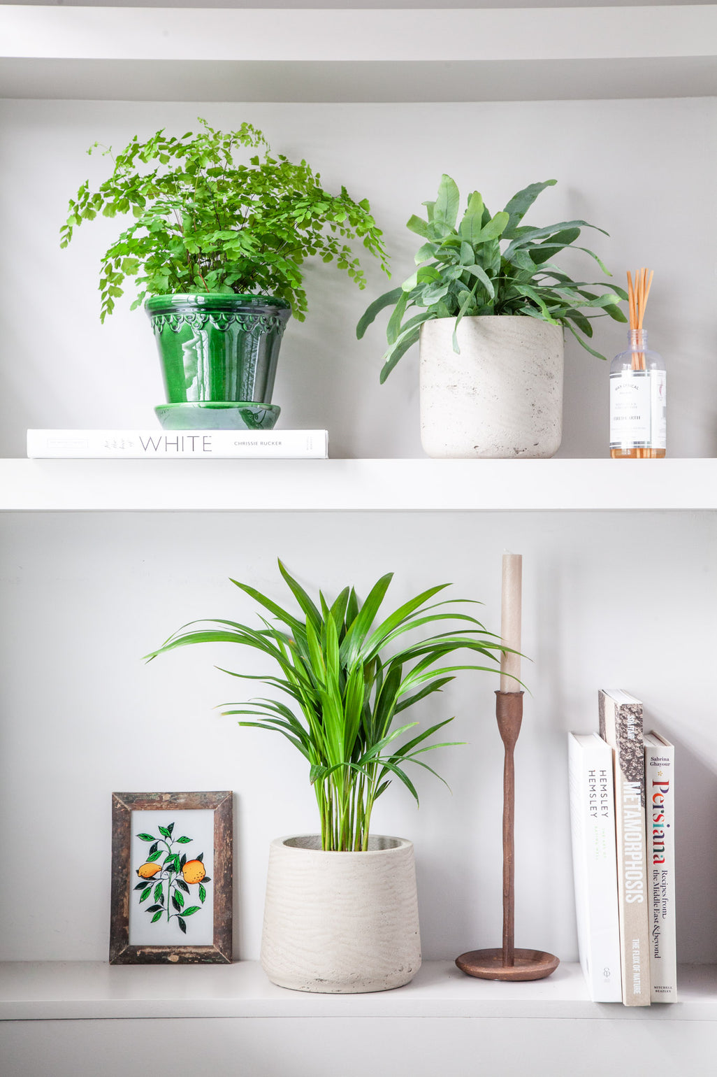 files/IndoorPlants_2-JamieShots20.11.2023-089.jpg